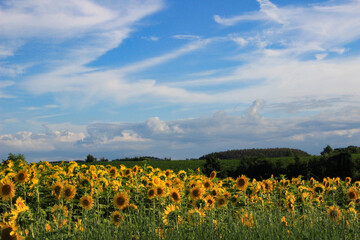 満開のひまわり畑
