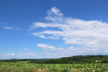 Obraz premium 青空と畑作地帯 