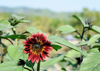 Sunflowers with purple flowers with green leaves stand out in a flowering garden on a blurred background.