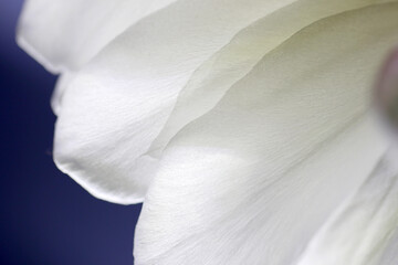 Fototapeta na wymiar Petal texture of the artistic pure white 