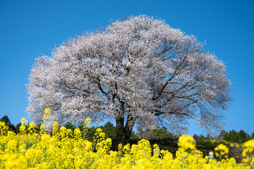 桜と菜の花。馬場の山桜佐賀県武雄市