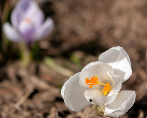 Beautiful crocuses, white and blurred lilac with bright orange pistils against the background of last year's leaves.
