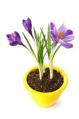 Pot with beautiful crocus flowers isolated on white background