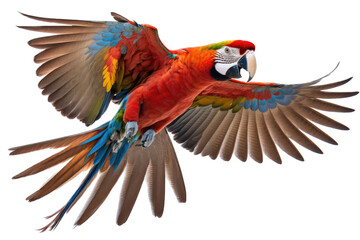 Fototapeta premium a jungle-themed photographic illustration of a blue green and orange macaw parrot in mid-flight on a transparent background in PNG. 