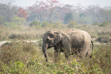 Elephant in the Grasslands