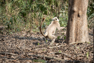 Gray Langur Jumping into a Tree