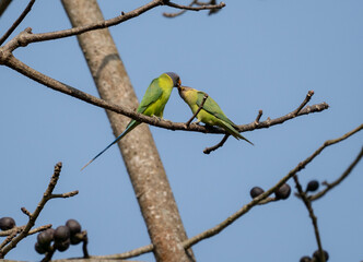 Plum Headed Parakeets