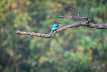 White Throated Kingfisher