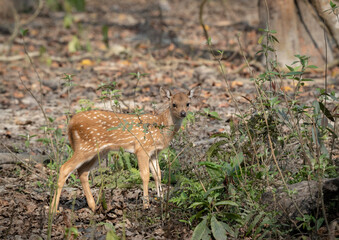 Spotted Deer Fawn