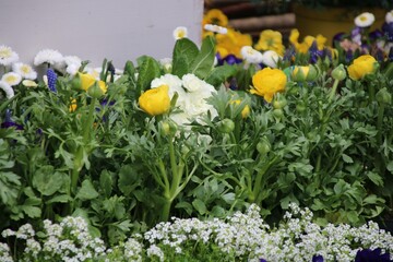 ranunkel  frühlingsblumen