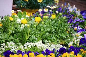 frühlingsblumen am hauseingang