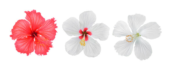  hibiscus flower on  transparent png © sommai
