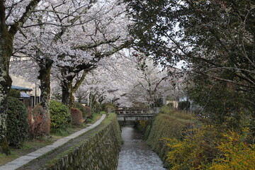 京都　哲学の道の桜並木