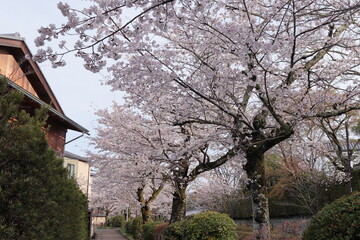京都　哲学の道の桜並木
