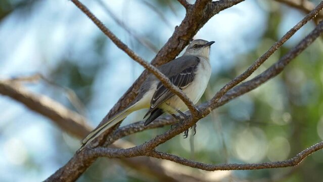 A Northern mockingbird bird perched on a tree branch