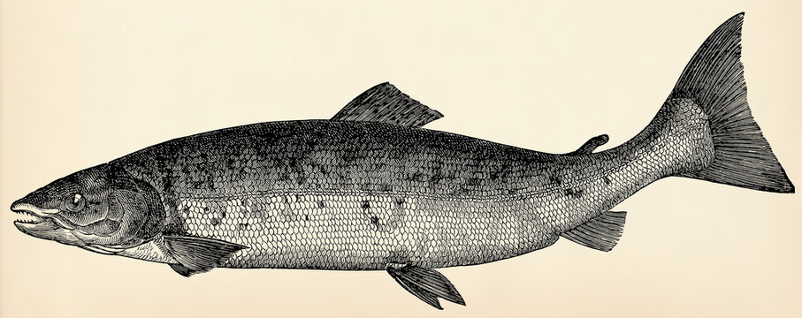 The ray-finned fish - Atlantic salmon (Salmo salar). Vintage stylization illustration.