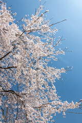 Full blooming of cherry blossom (Cerasus) in Japan in March