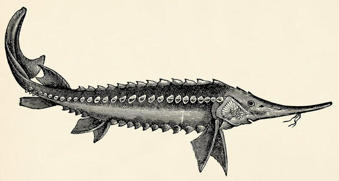 The fish - sterlet (Acipenser ruthenus). Antique stylized illustration.