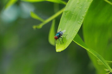 A bug on a plant with flowers.
