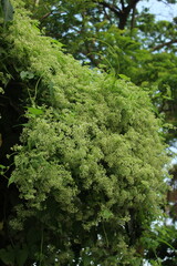 A bug on a plant with flowers.
