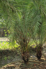 Two little Date palm trees in a garden.