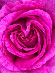 Fototapeta na wymiar Inside a Rose