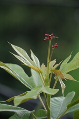 Jatropha Integerrima (Also known peregrina, spicy jatropha) flower on the tree
