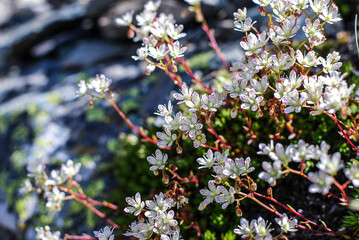 Flowers in the alpine 