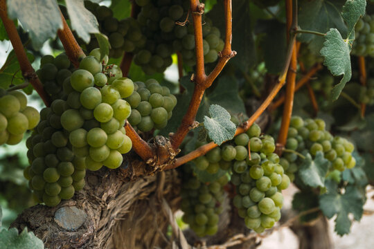 Vineyard at Tambo de Tacama, Ica Peru, green growing grapes