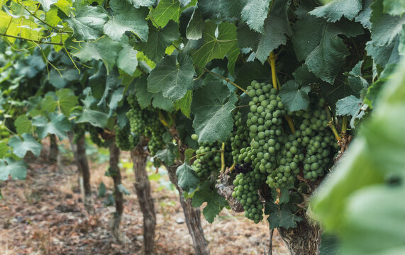 Vineyard at Tambo de Tacama, Ica Peru, green growing grapes