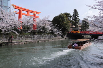 京都　春の岡崎公園　大鳥居と観光船