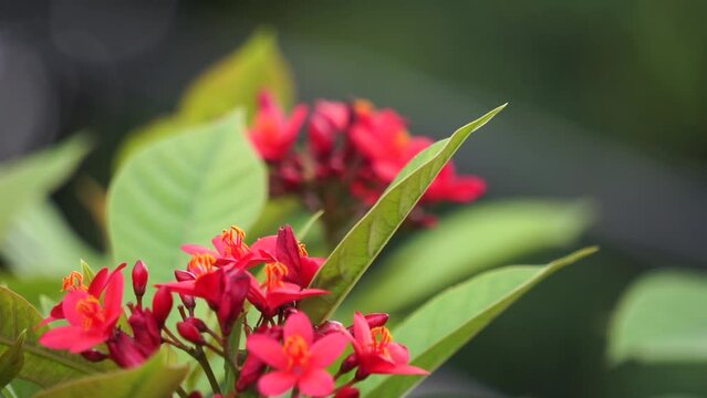 Jatropha Integerrima (Also known peregrina, spicy jatropha) flower on the tree