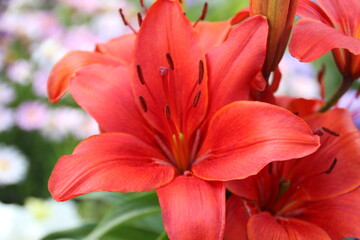 Obraz premium red lily in the garden