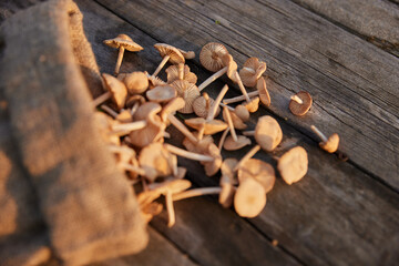 small mushrooms collected in a cloth bag