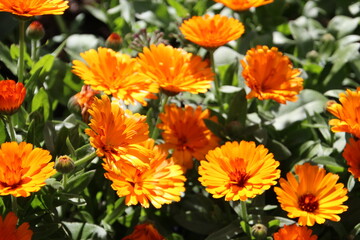 orange flowers in the garden