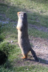 prairie dog on the grass, Banff National Park, Alberta