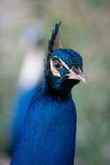 Indian Blue Peacock