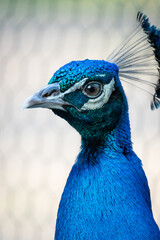 Indian Blue Peacock