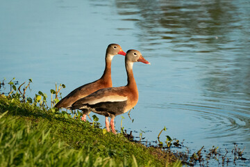 Whistling Ducks