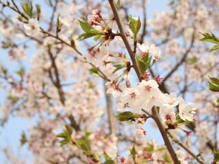 spring flower