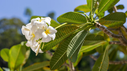 Frangipani