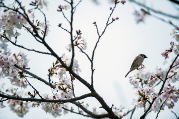 桜の木にとまるスズメ
