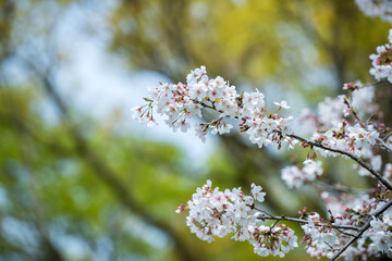 桜桜咲く