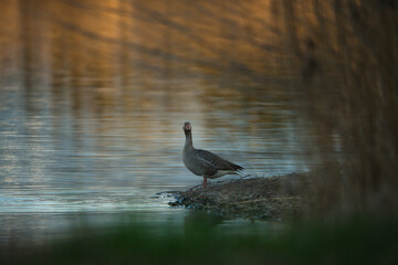 Evening mood at the lake with goose
