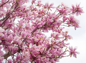 pink blooming tree of magnolia