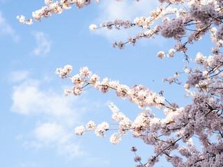 close up of blooming tree background and wallpaper,springtime