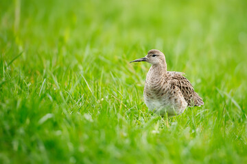 Ruff in green spring grass