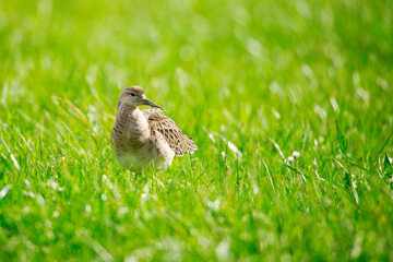 Fototapeta premium Ruff in green spring grass
