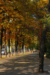 Naklejka premium autumn in the city
