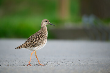Curious ruff crossing the path